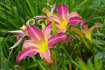 Taglilie Loch Ness Monster - daylily of the species Loch Ness Monster