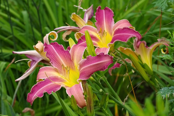Obraz premium Taglilie Loch Ness Monster - daylily of the species Loch Ness Monster