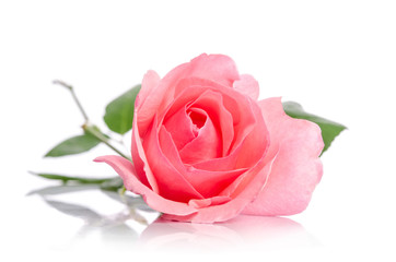 beautiful single pink rose lying down on a white background