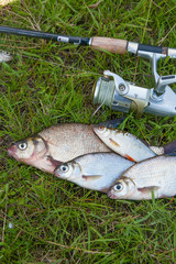 Several common bream fish, common roach and silver bream or whit