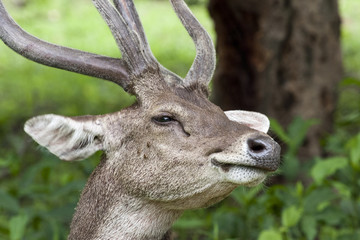 Komodo deer in close-up
