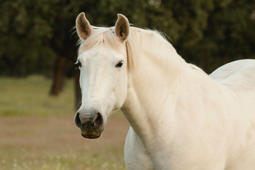 Nice free white horse in the pastures