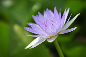 Obraz premium beautiful lotus flower as background.