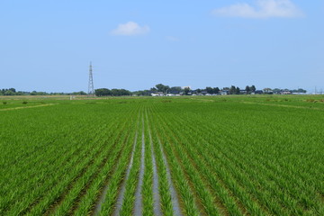 Fototapeta na wymiar 田植え１ヶ月後の田園風景