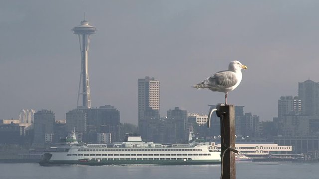 Gull in front of skyline Seattle, United States