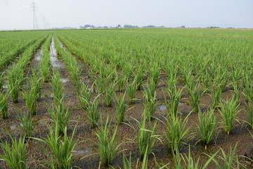 田植え１ヶ月後の田園風景