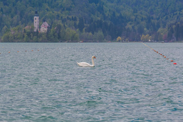 Bled, Slovenia - April 17, 2016. Lonely swan in the Bled lake on the background of Pilgrimage Church of the Assumption of Maria on the island.
