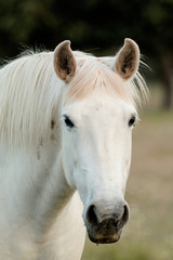 Naklejka premium Nice free white horse in the pastures