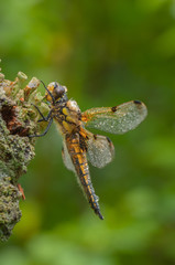 Four-spotted Chaser Dragonfly