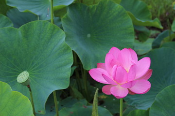 古代蓮の花と花托