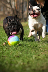 two happy dogs French bulldogs playing ball