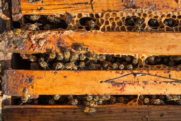 Close up view of the bees swarming on a honeycomb.