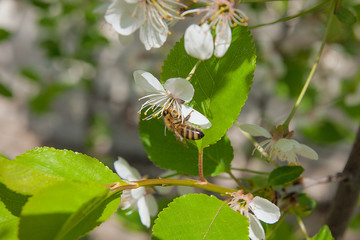 Bee collects nectar and pollen on a blossoming cherry tree branc