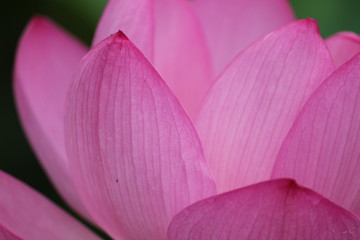 古代蓮の花びら