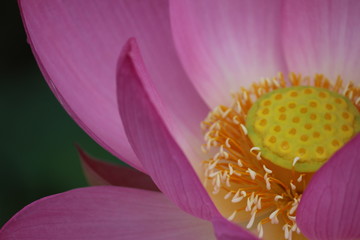 古代蓮の花びらと花托
