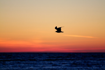 Fototapeta na wymiar lonely seagull