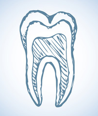 Tooth. Vector drawing