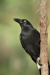 Pied Currawong singing