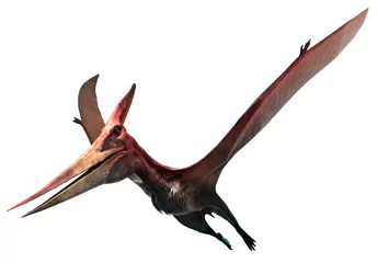 Fotobehang Pteranodon © warpaintcobra