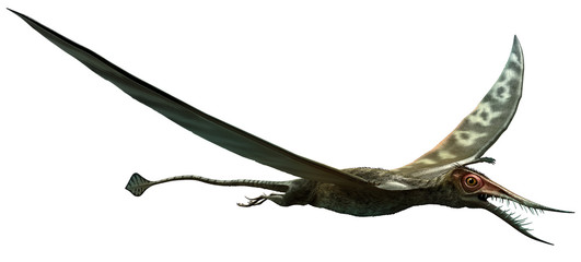 Rhamphorhynchus from the Jurassic era 3D illustration