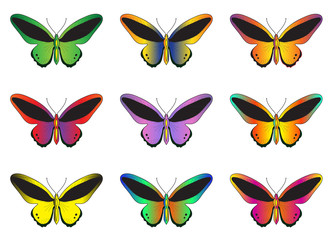 Obraz na płótnie Canvas Set of multicolored butterflies on a white background, a collection of butterflies. Vector illustration
