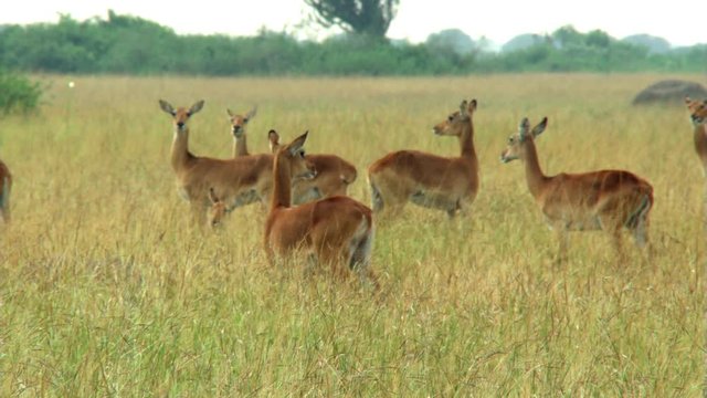 Nervous impalas in dry grass on African savanna