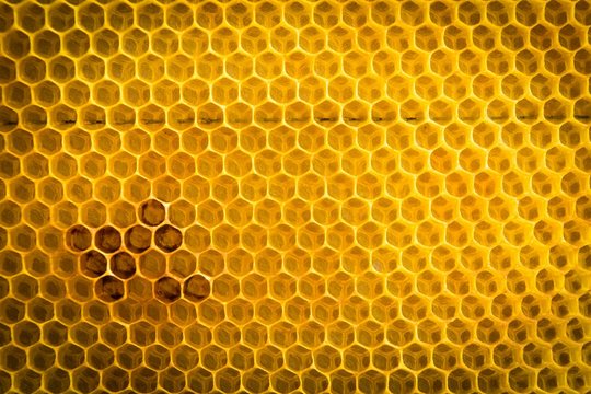 Closeup of honeycomb without honey. Honeycomb pattern
