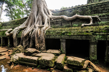 Ta Prohm Temple in Angkor, Siem Reap, Cambodia