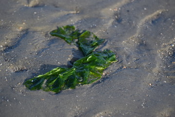 Nordseeküste im Fokus, Momente am Meer, im Watt, am Deich