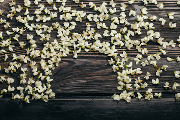 White acacia blossoming flower petals