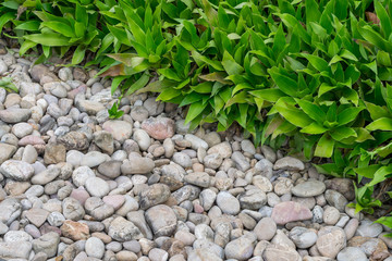 Gravel rocks and plants in garden - 114683334