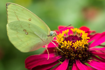 Butterfly and Flower