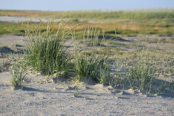 Nordseeküste im Fokus, Momente am Meer, im Watt, am Deich