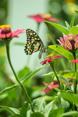 Butterfly and Flower