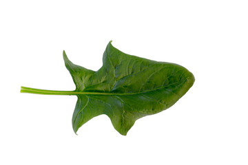 Spinach leafs isolated on a white background.