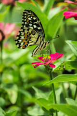 Butterfly and Flower