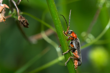 Beetle - Firefighter posing on a blade of grass