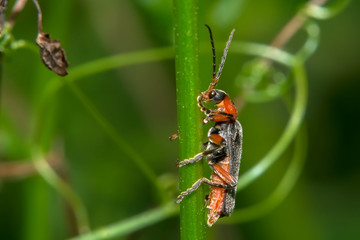 Beetle - Firefighter posing on a blade of grass