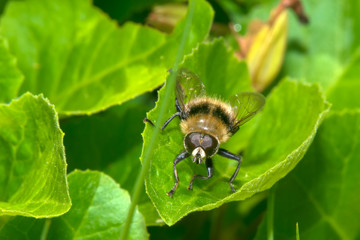 A macro shot of a fly sitting on a green leaf.
