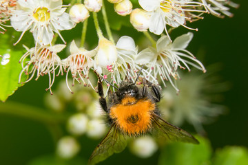 Bumblebee collects nectar from flowers bush