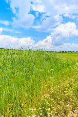 Beautiful green field with white clouds on blue sky in summer landscape, Poland