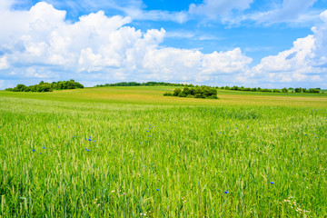 Beautiful green field with white clouds on blue sky in summer landscape, Poland
