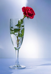 The Golden ring is on the inside of the glass with rose