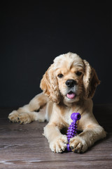 Dog playing with a toy.