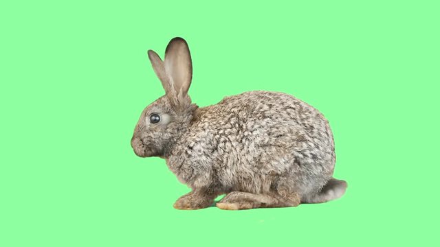 Funny gray rabbit on a green screen