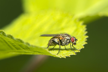 A macro shot of a fly sitting on a green leaf.