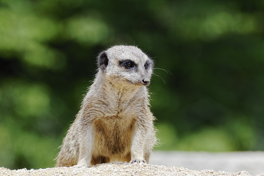 An alert Meerkat standing guard on a mound.