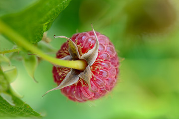 Close-up Image of Red Ripe Raspberry Growing in Garden