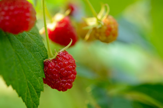Close-up Image of Red Ripe Raspberries Growing in Garden
