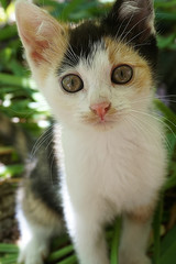 dreifarbige Babykatze